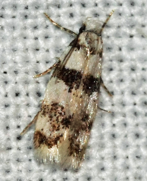 Aprominta spec.? on Crete on 28-09-2012;ID-species ?